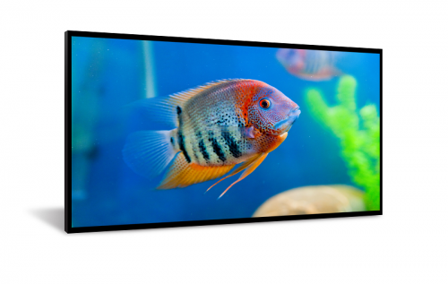 <h1>Indoor Displays</h1>